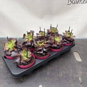 Aeonium arboreum 'Rosetten Kaktus'  T12/15cm  x8