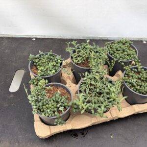 Senecio 'herr. Mix'  Perlenkette  T12/15cm  x6