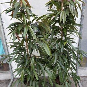 Ficus benj. 'Amstel King' T27/150cm