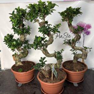 Bonsai   'Ficus Ginseng'   T27/75cm