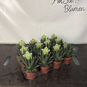 Aloe 'Tiki Tahi'  T9/17cm  x12