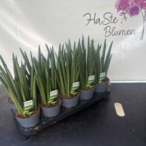 Sansevieria 'Cylindrica' T12/35cm x10