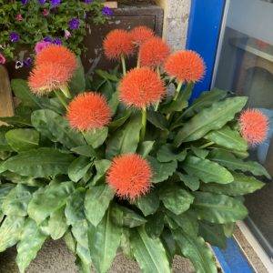Zwiebel 'Scadoxus multiflorus' Blutblume (Pflege wie Amaryllis)