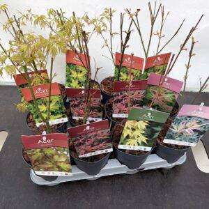 Ahorn  'Acer palm. Mix '  japan.Fächerahorn   T11/30cm  x12