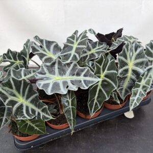 Alocasia 'Polly' Pfeilwurz  T12/35cm x10