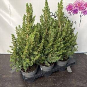 Konifere 'Picea glauca Conica' T15/60cm x6