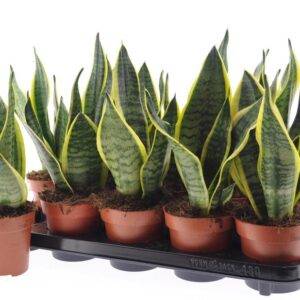 Sansevieria 'Futura Superba'  T12/35cm  x10