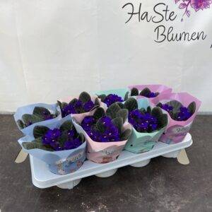 Saintpaulia 'Veilchen blau' T12/20cm x8