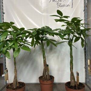 Pachira aquatica  'Glückskastanie'  T21/110cm