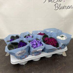 Zimmerpflanzen blühend