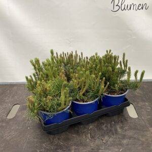 Konifere 'Pinus mugo pumilio' Zwerglatsche T15/15cm x6