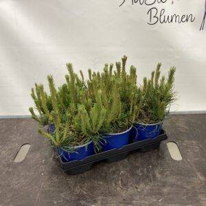 Konifere 'Pinus mugo mughus' Zwerglatsche  T15/20cm  x6