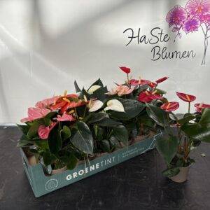 Anthurium midi 'Mix'  T9/25cm x12