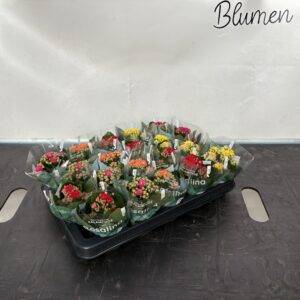 Calandiva/Kalanchoe 'mini'  Mix  T6/12cm x20