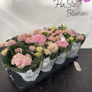 Hortensien 'Magical mini' rosa T11/25cm  x8 (150 Tage Blühdauer)