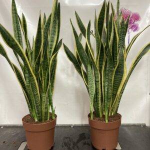 Sansevieria 'Laurentii'  T24/120cm