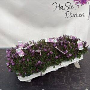 Campanula 'Intense pink'  T11/22cm x10