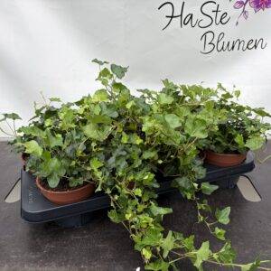 Hedera 'Wonder grün' T13/30cm  x8