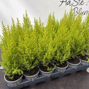Cupressus Gold Crest 'Zimmerzypresse'  T9/25cm x24