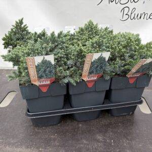 Koniferen 'Juniperus Blue Star'  T17/35cm  x6