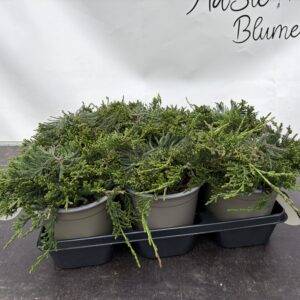 Koniferen 'Juniperus horiz. Wiltonii'  T15/20cm  x6