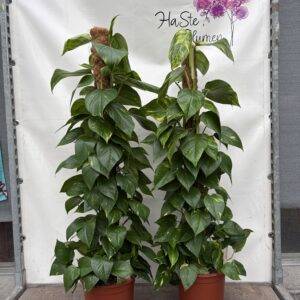 Epipremnum 'Moosstab' T24/110 cm
