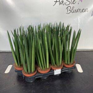 Sansevieria 'Cylindrica'  T11/30cm  x6