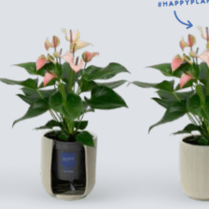 Anthurium Pflege Hinweis!
