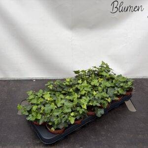 Hedera Wonder 'grün'  T9/10cm  x18