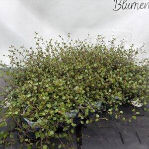 Mühlenbeckia T11/15cm x15