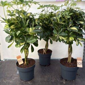 Schefflera arb. 'Gold Capella' geflochten Stamm T21/70cm