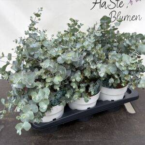 Eucalyptus cinerea Busch  T17/45cm  x6