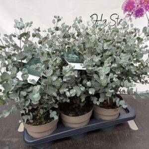 Eucalyptus gunnii Busch T17/55cm  x6