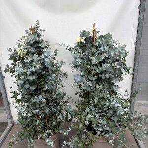 Eucalyptus cinerea 'Silver Dollar'Pyramide T27/105cm