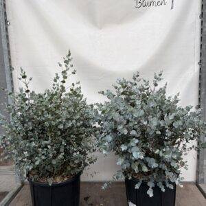 Eucalyptus gunnii Busch T33/70cm