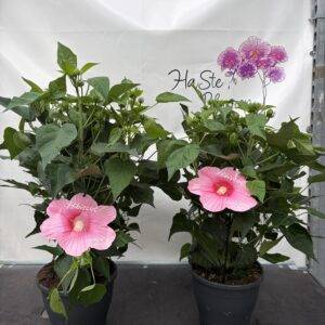 Hibiskus 'Malve Sumpfeibisch' rot T23/65-80cm