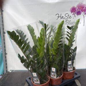 Zamioculcas  'Glücksfeder'  T17/65cm  x6