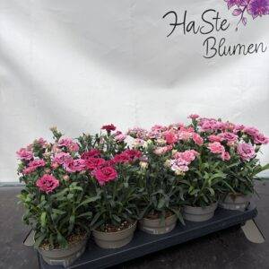Nelken Dianthus 'Oskar Mix' T11/20cm x12