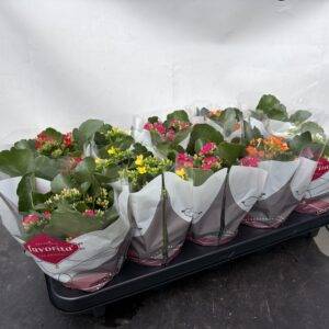 Kalanchoe 'Mix' T11/22cm x10