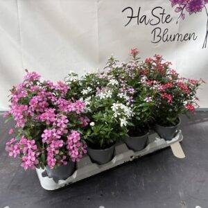 Vinca Soree-Kawaii 'Beet-Rabattepflanze' Hitzebeständiger Dauerblüher T12/25cm x8