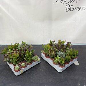 Crassula 'mini Mix'  T6/10cm  x20