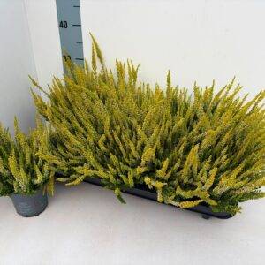 Erika 'Calluna BL. gelb' T11/25cm x10