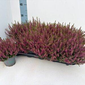 Erika 'Calluna BL. viollet' T11/25cm x10