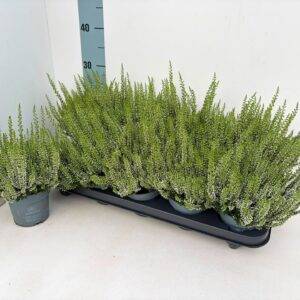 Erika 'Calluna BL. weiß' T11/25cm x10