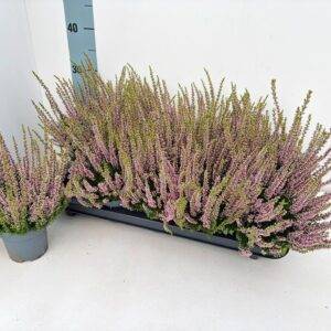 Erika 'Calluna BL. rosa' T11/25cm x10