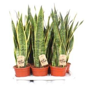 Sansevieria  'Laurentii'   T17/60cm x6