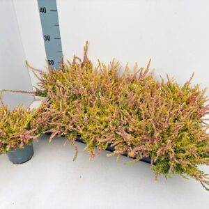 Erika 'Calluna BL. rosa/gelb' T11/18cm x10