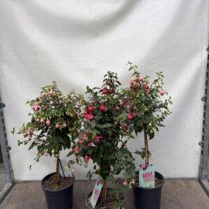 Fuchsia 'Stamm'  Mix  T17/75cm x6