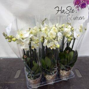 Orchideen Phalaenopsis 'Jewel Ghent' weiß  4-Triebe  T12/40cm x6