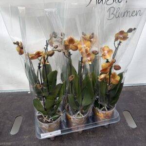 Orchideen Phalaenopsis 'Las Vegas'   2-Triebe  T12/40cm x6
